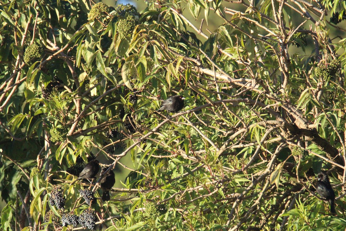 Bronzed Cowbird (Bronzed) - ML644263649