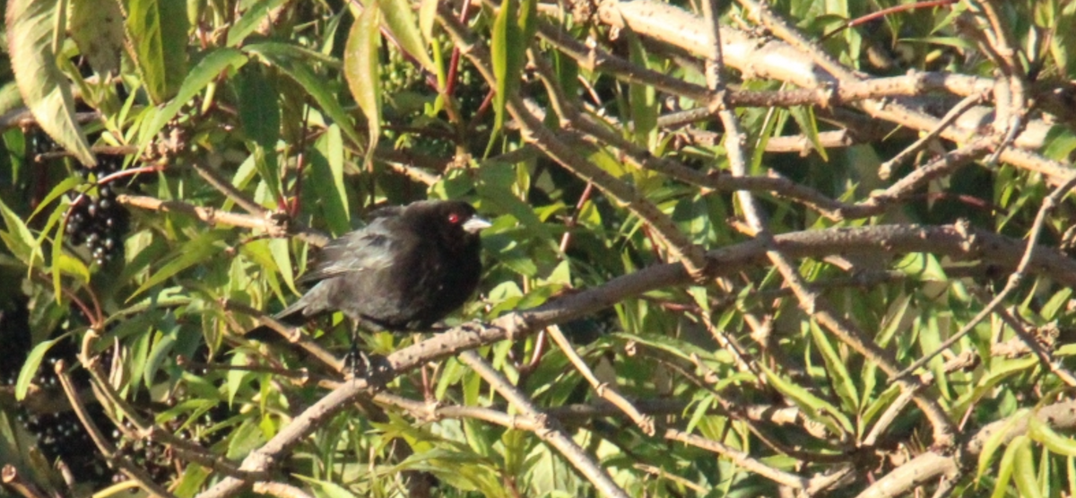 Bronzed Cowbird (Bronzed) - ML644263650