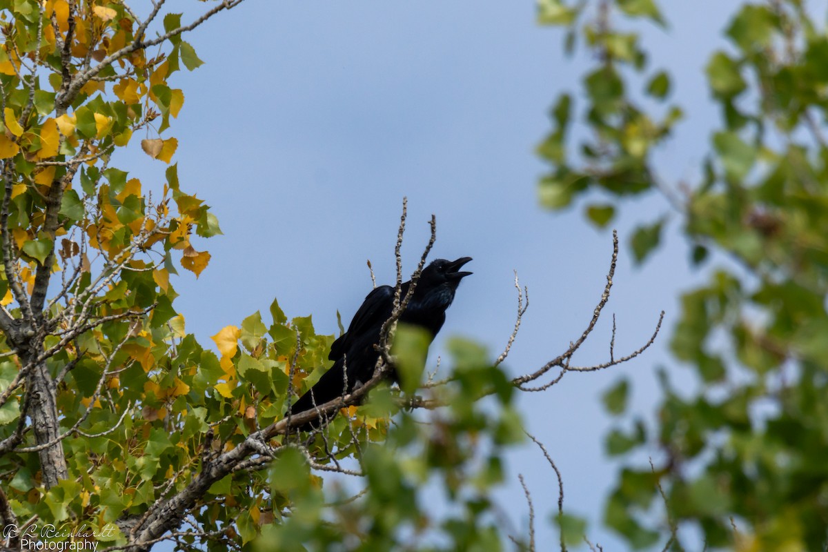 Cuervo Grande - ML644263654