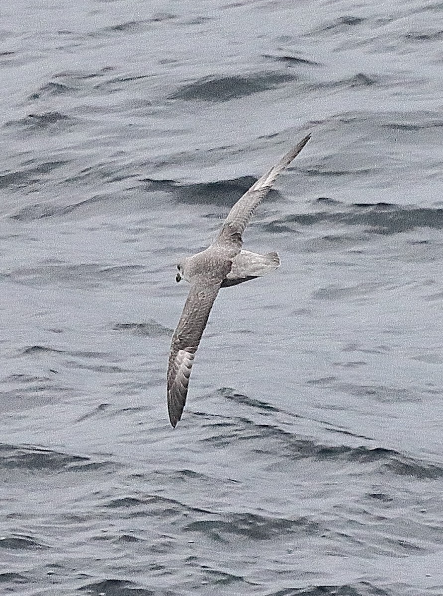 Глупыш - ML644263659