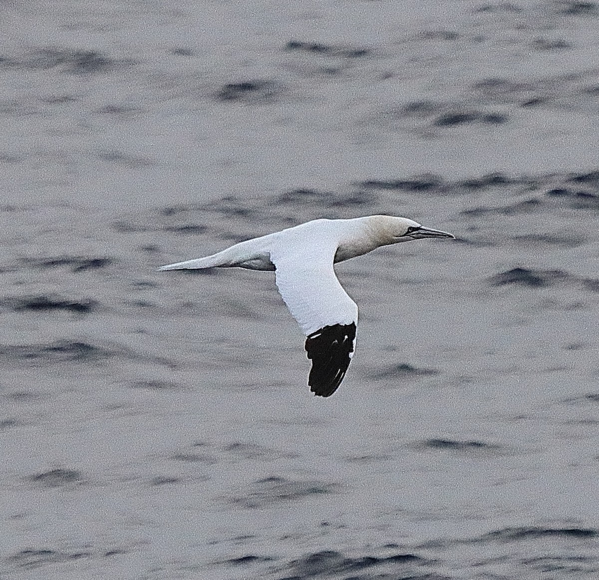 Северная олуша - ML644263663