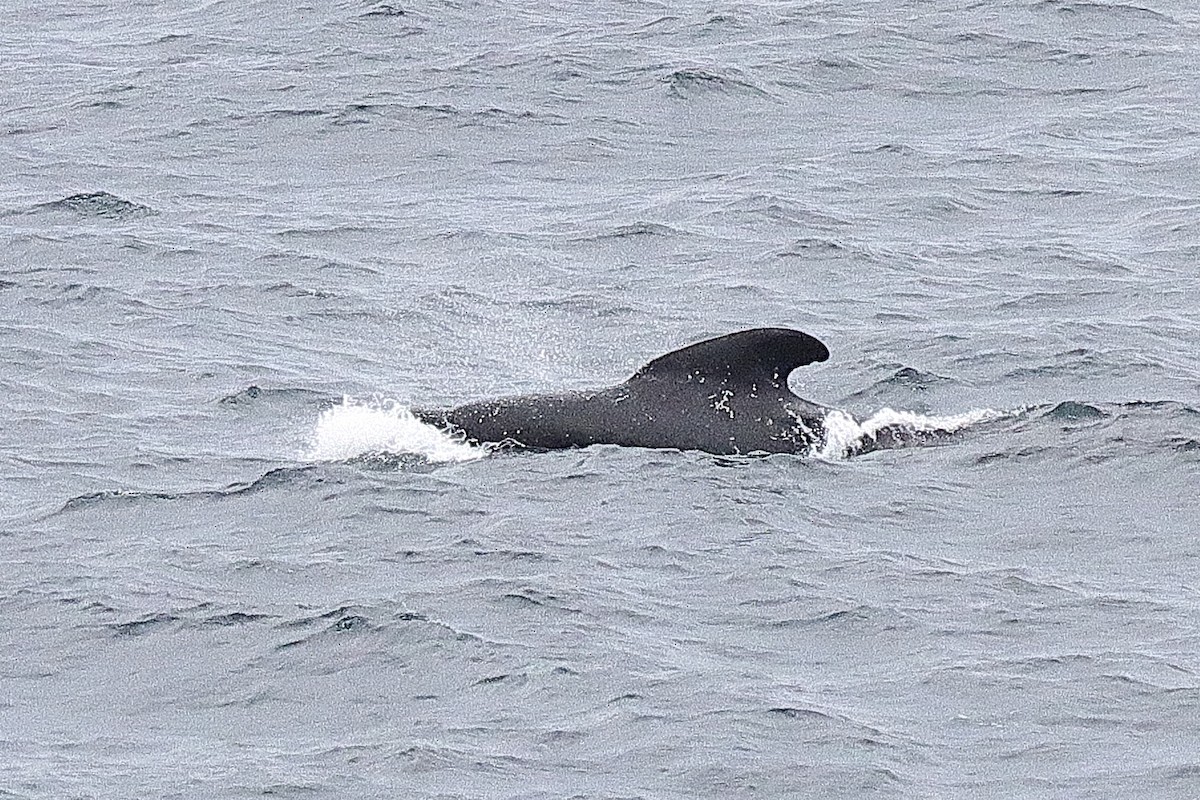 Обыкновенная гринда - ML644263675