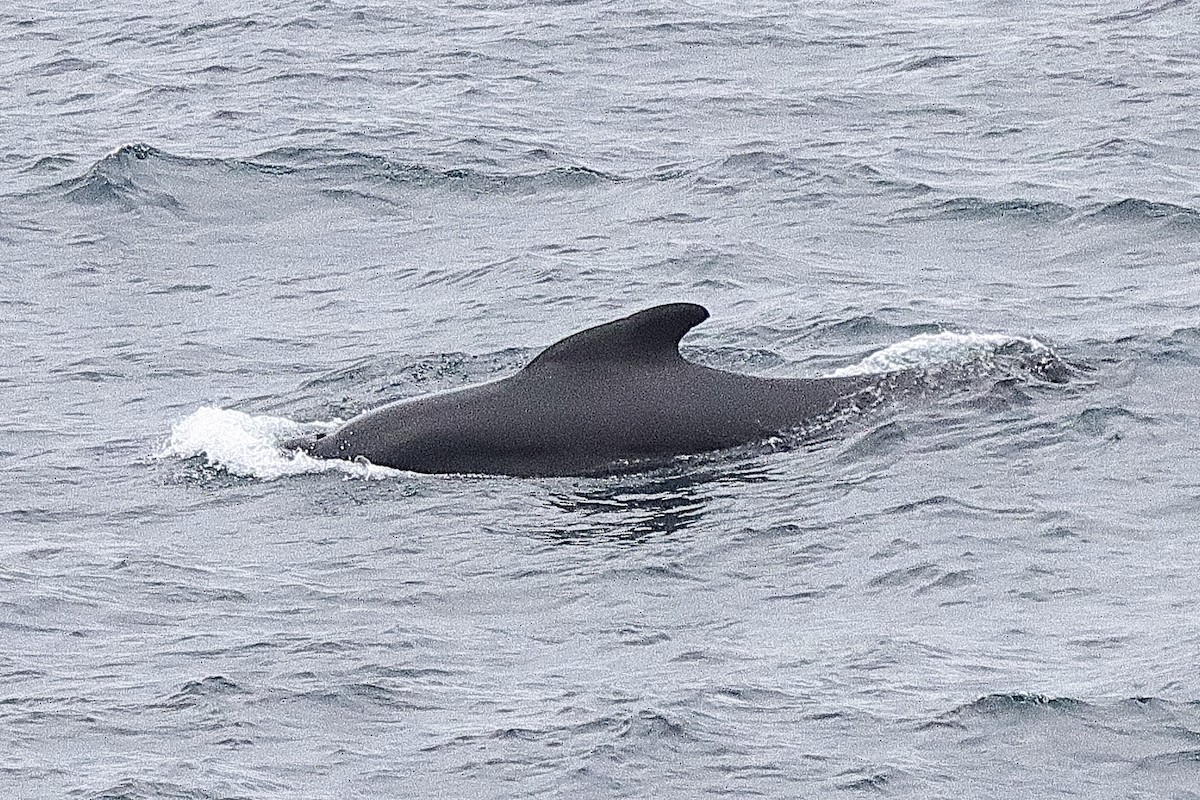 Обыкновенная гринда - ML644263677