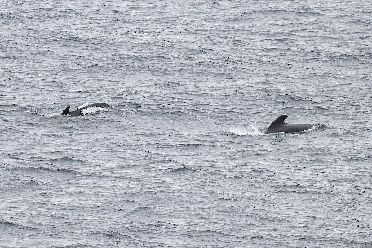 Обыкновенная гринда - ML644263678