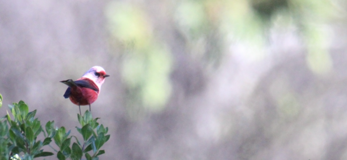 rosenparula - ML644263692