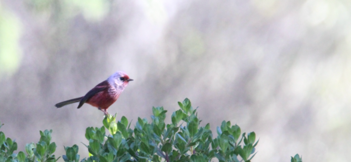 rosenparula - ML644263693