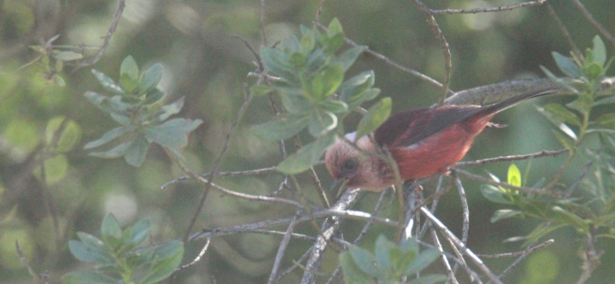 rosenparula - ML644263694