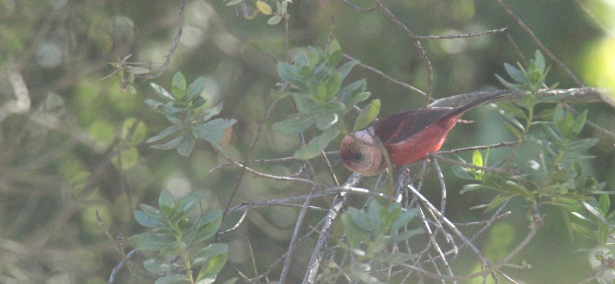 rosenparula - ML644263695