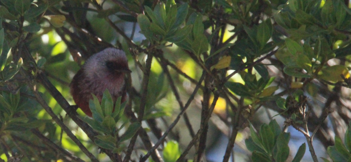 rosenparula - ML644263696