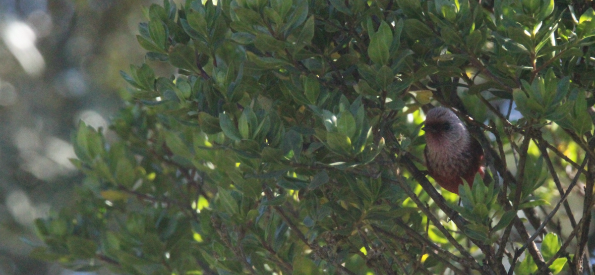 rosenparula - ML644263697