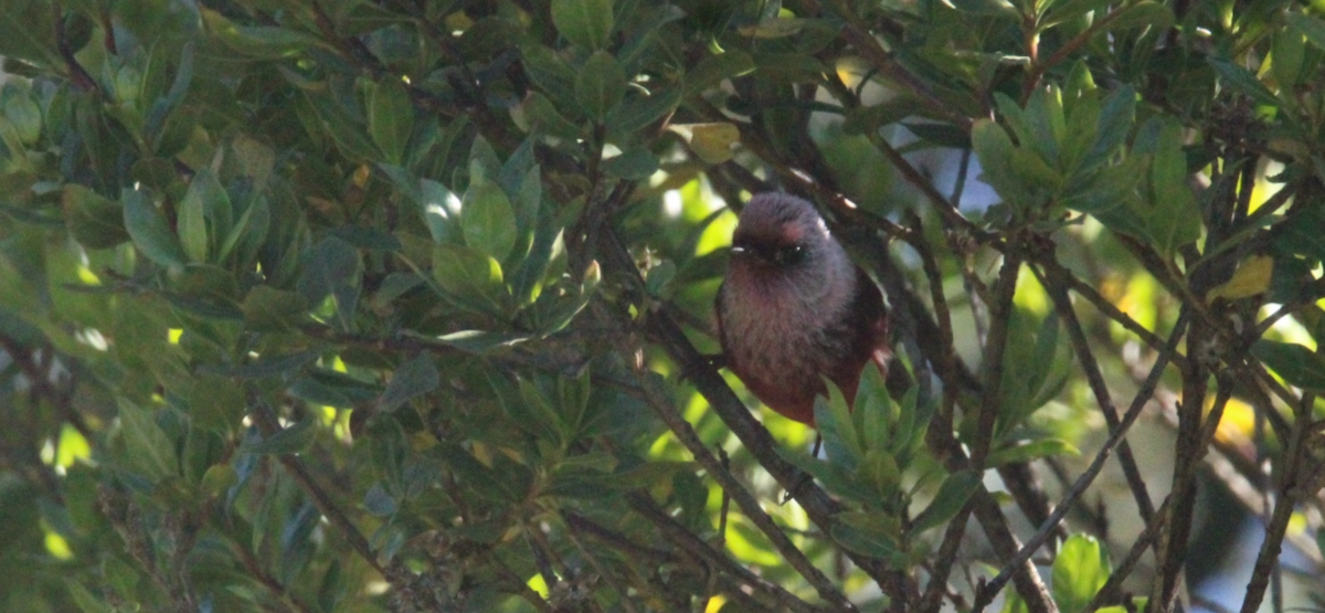 rosenparula - ML644263698