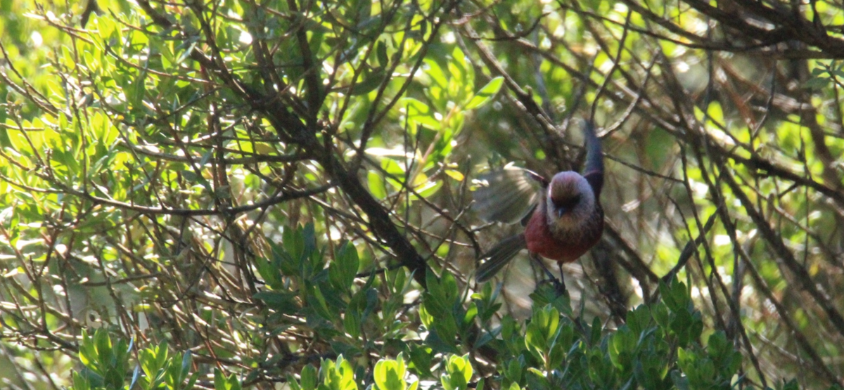 rosenparula - ML644263699