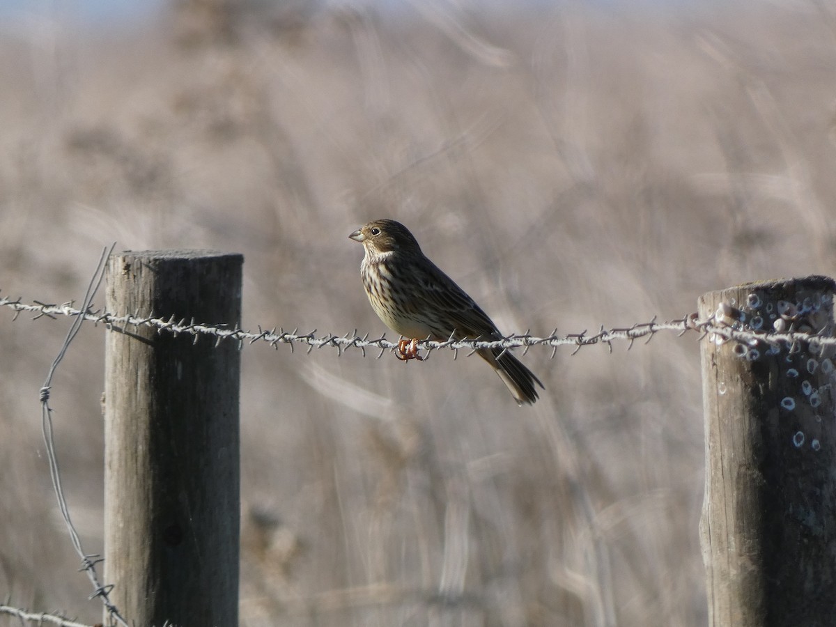 Corn Bunting - ML644263704