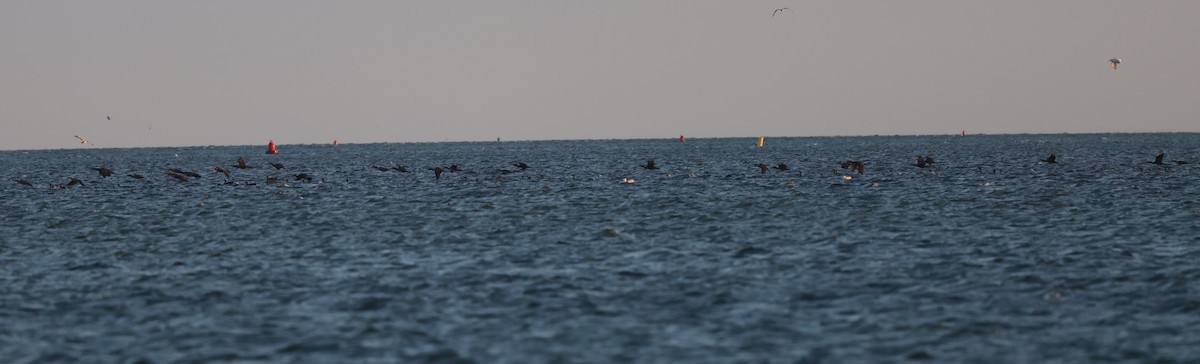 Cormorán Orejudo - ML644263705