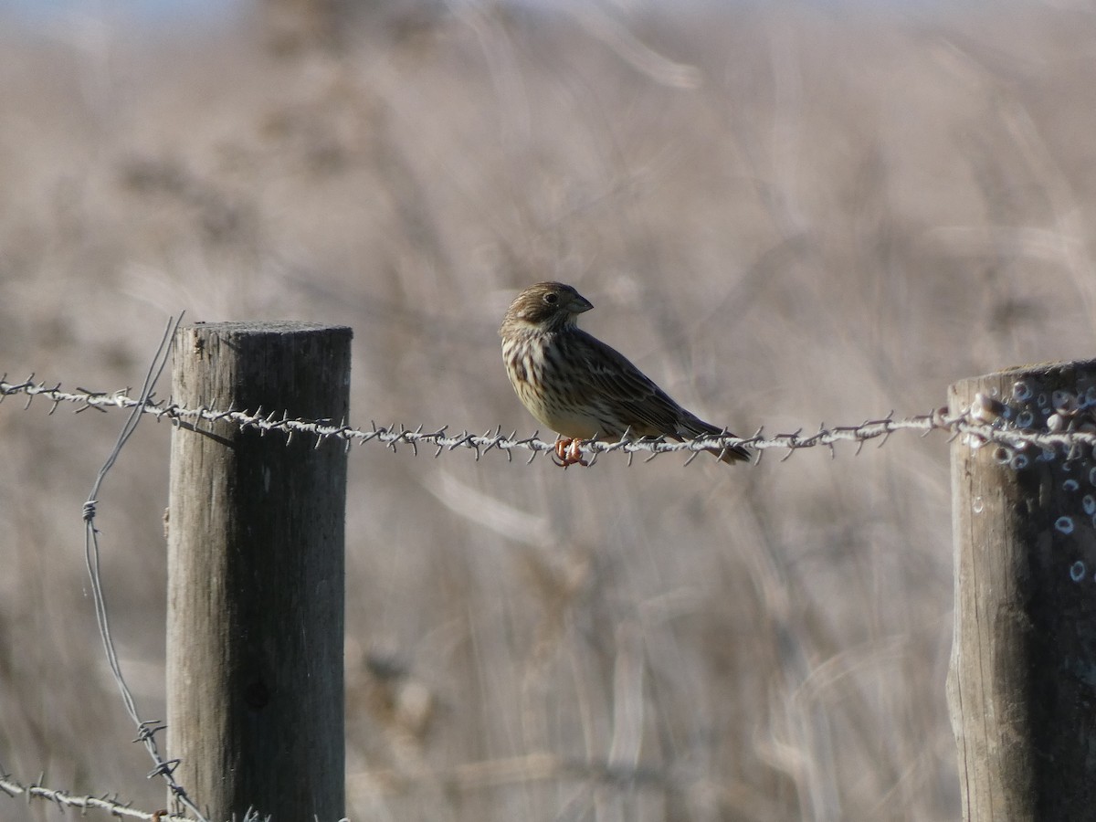 Corn Bunting - ML644263714