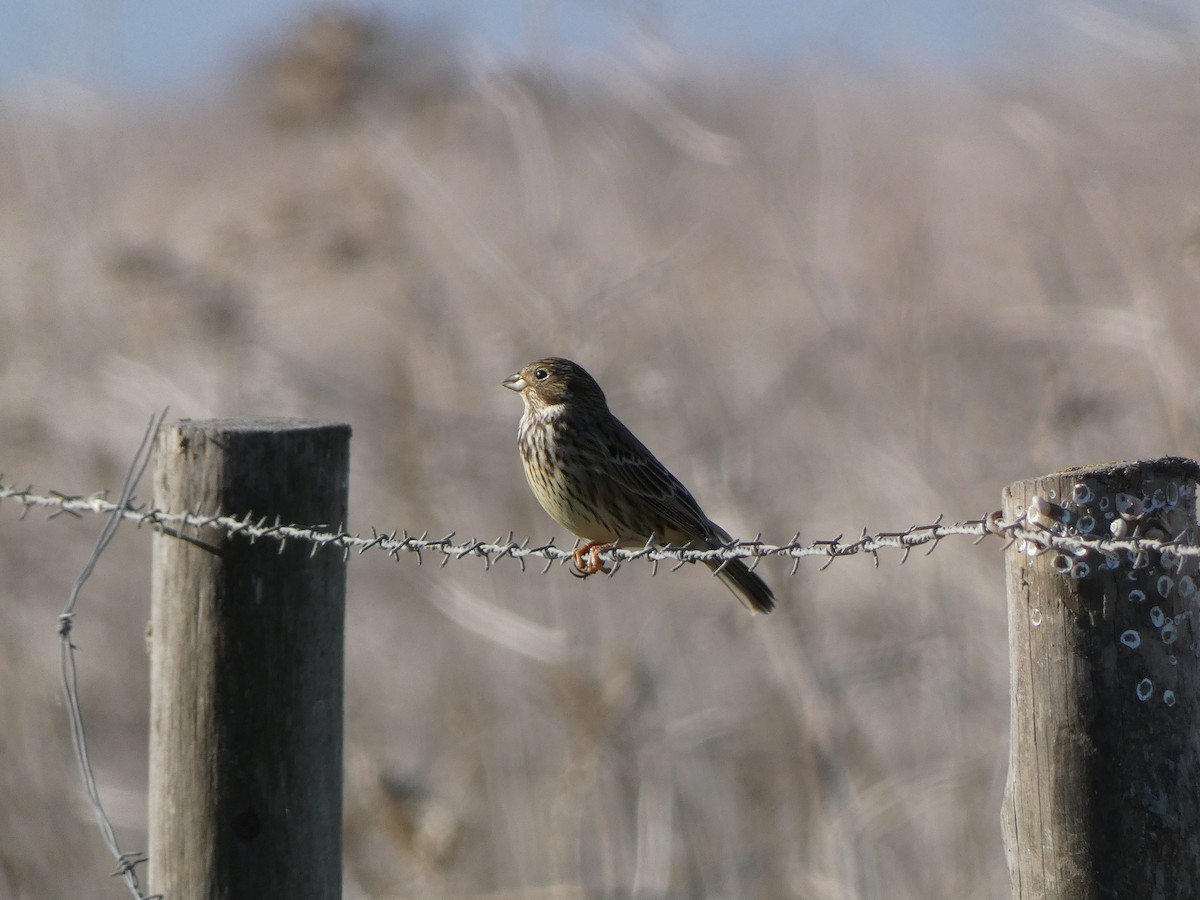 Corn Bunting - ML644263715