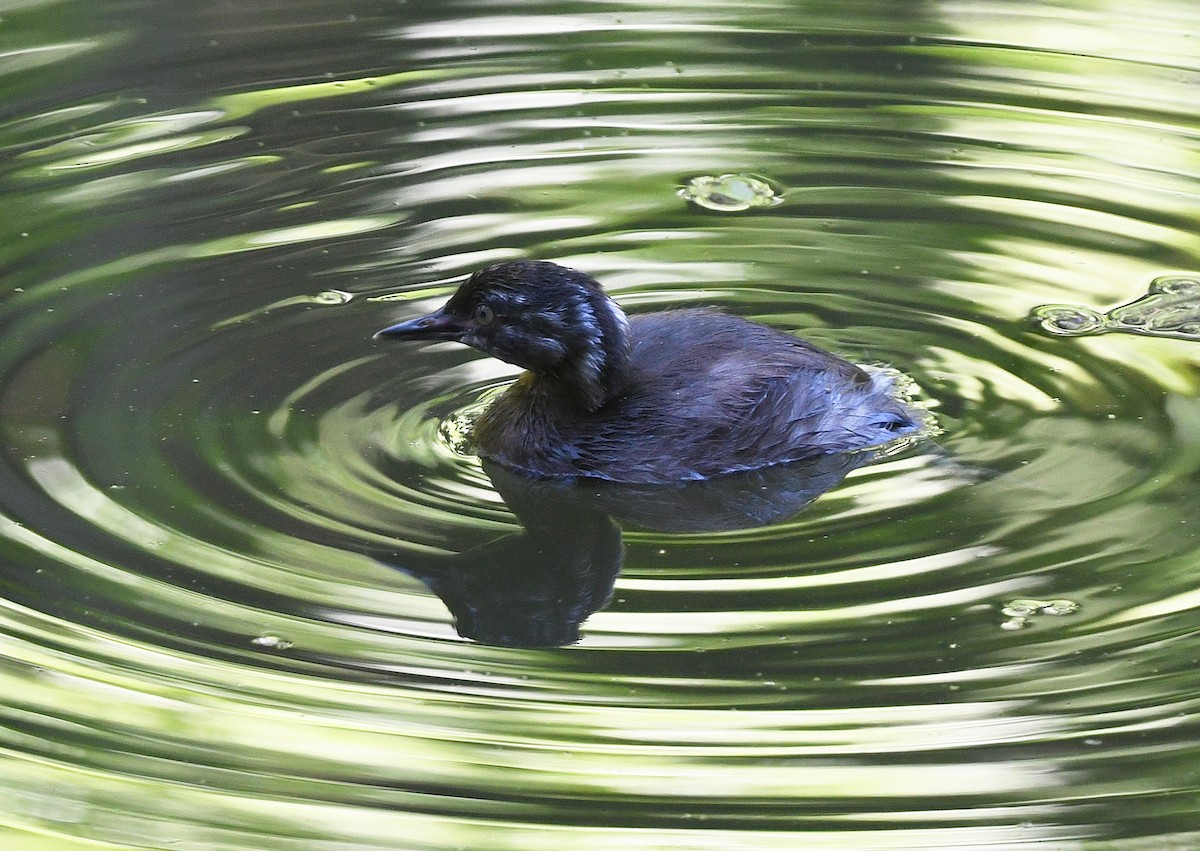Least Grebe - ML644263728