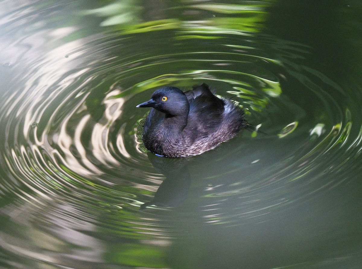 Least Grebe - ML644263729