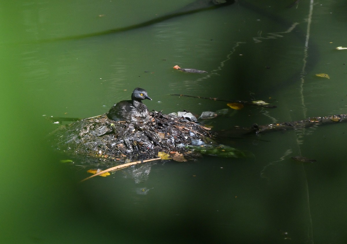 Least Grebe - ML644263730