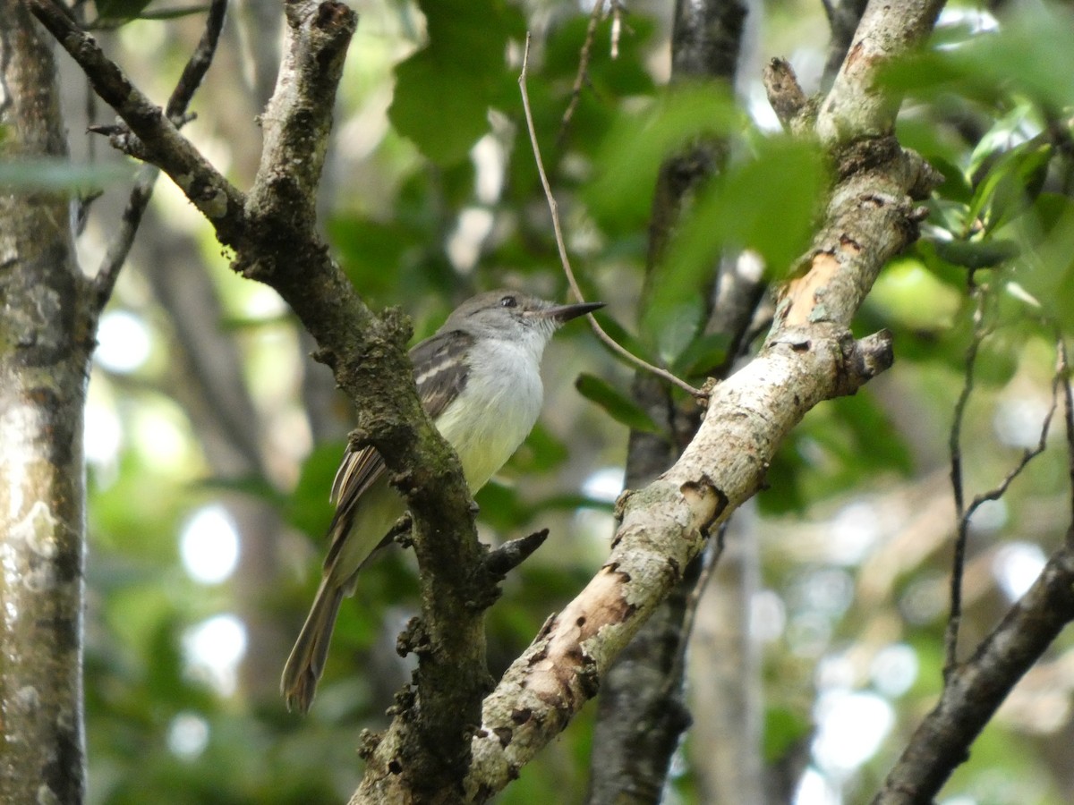 La Sagra's Flycatcher - ML644263734