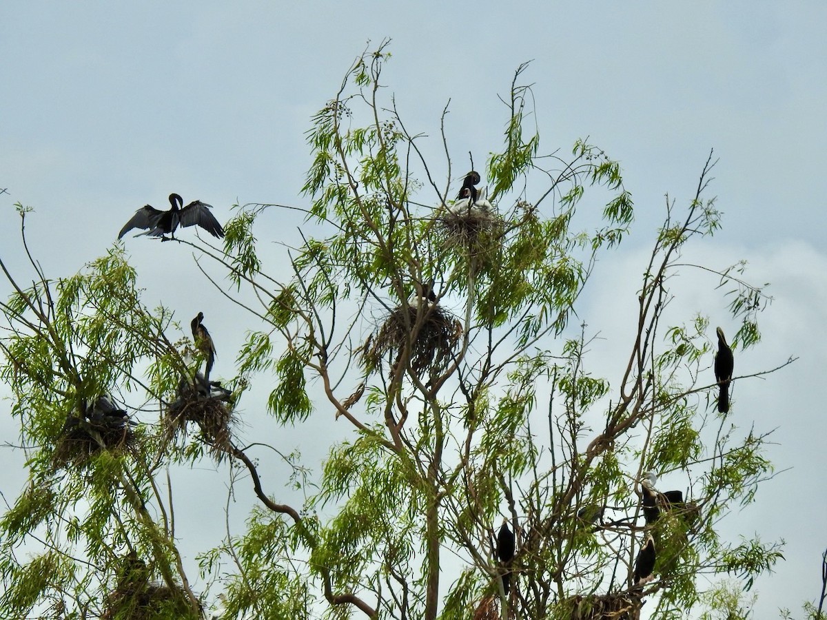 Anhinga roux - ML644263745