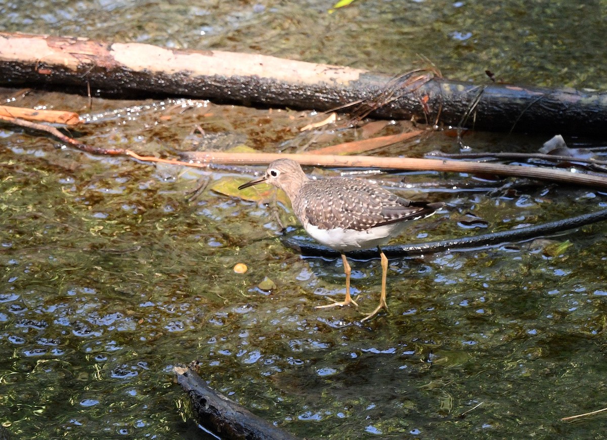 Solitary Sandpiper - ML644263752