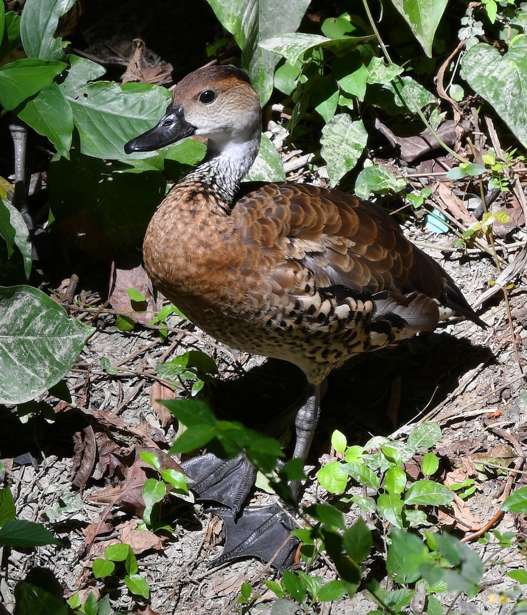 West Indian Whistling-Duck - ML644263763