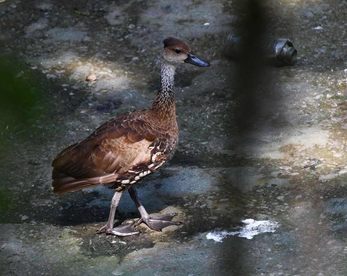 West Indian Whistling-Duck - ML644263764