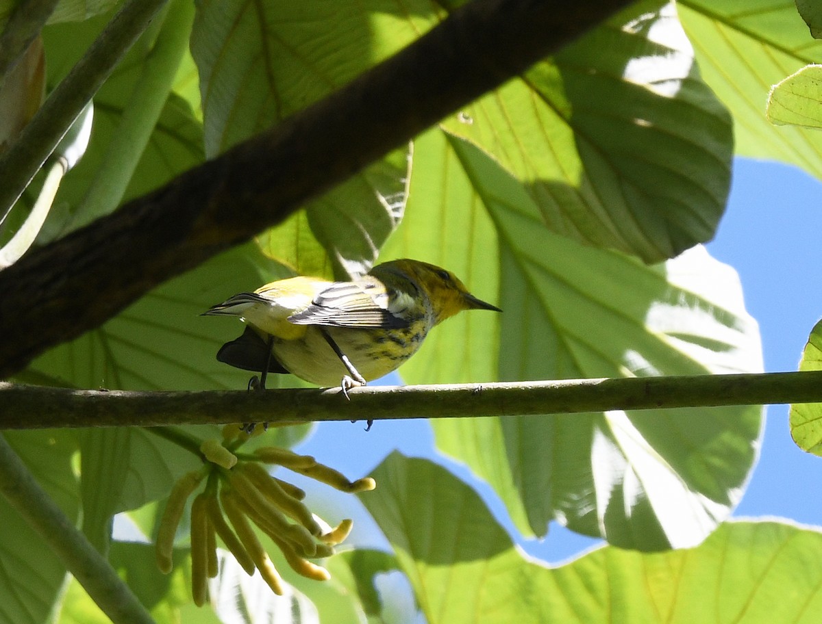 Kaplan Ötleğeni - ML644263778