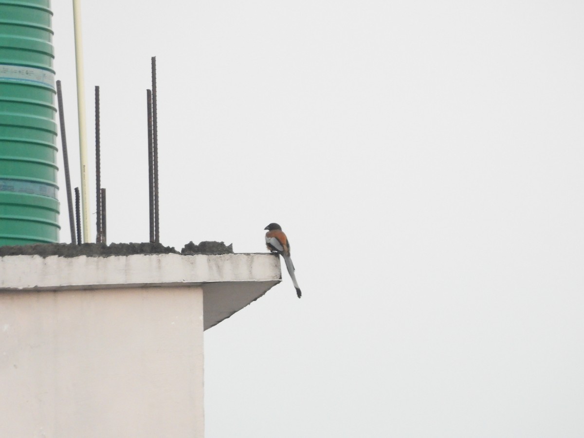 Kızıl Saksağan - ML644263779