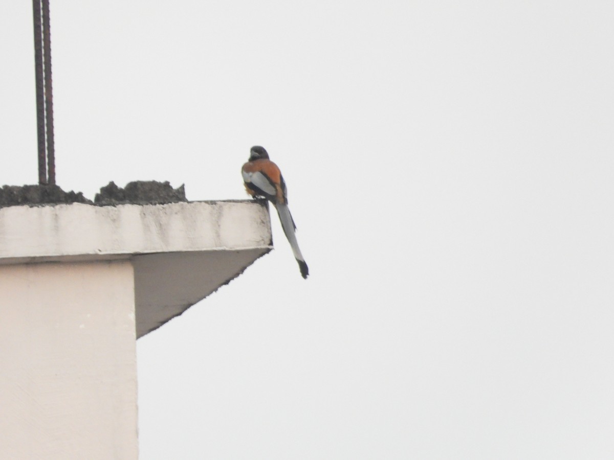 Kızıl Saksağan - ML644263780