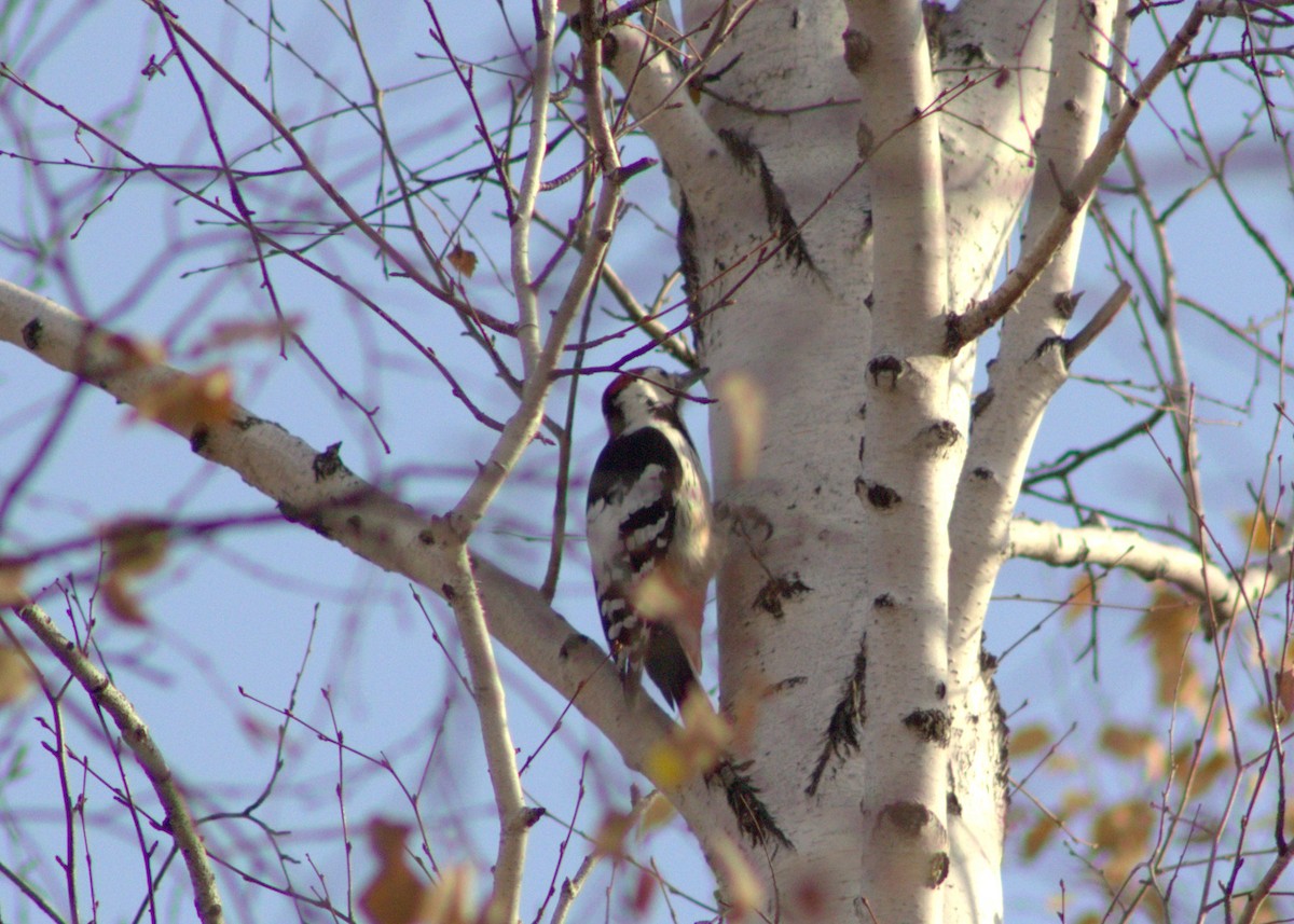 White-backed Woodpecker - ML644263782