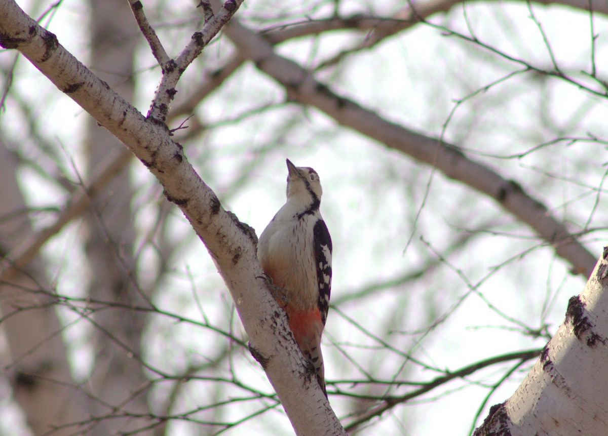 White-backed Woodpecker - ML644263783