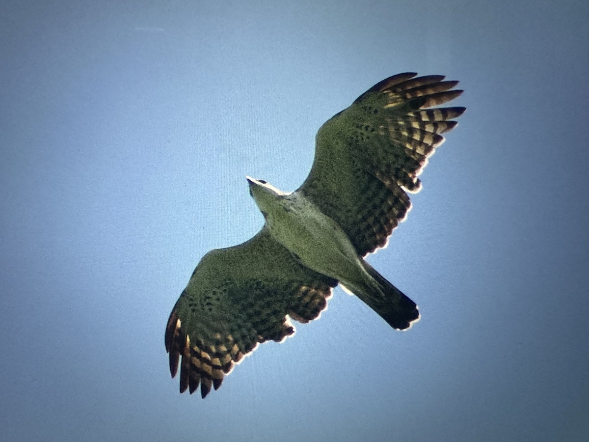 Changeable Hawk-Eagle - ML644263786