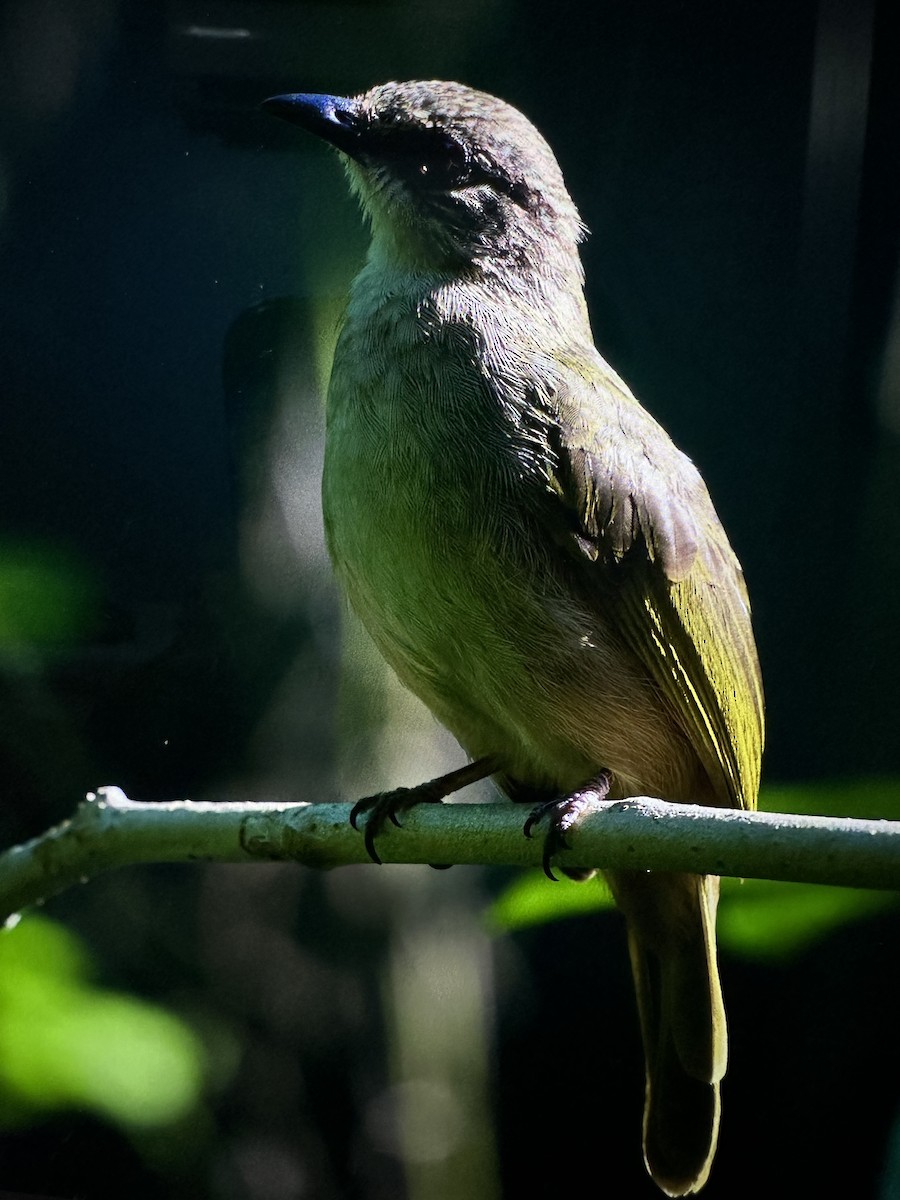 Olive-winged Bulbul - ML644263792