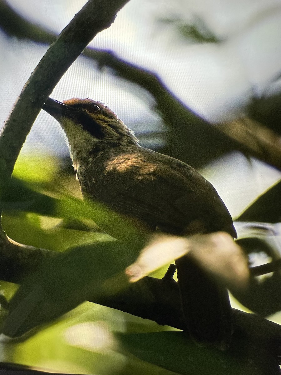 Straw-headed Bulbul - ML644263796