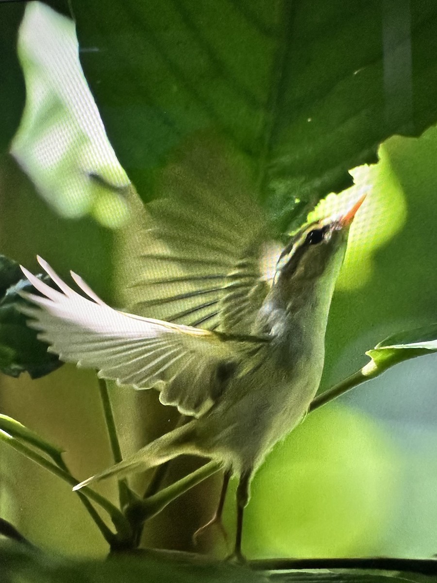 Eastern Crowned Warbler - ML644263801