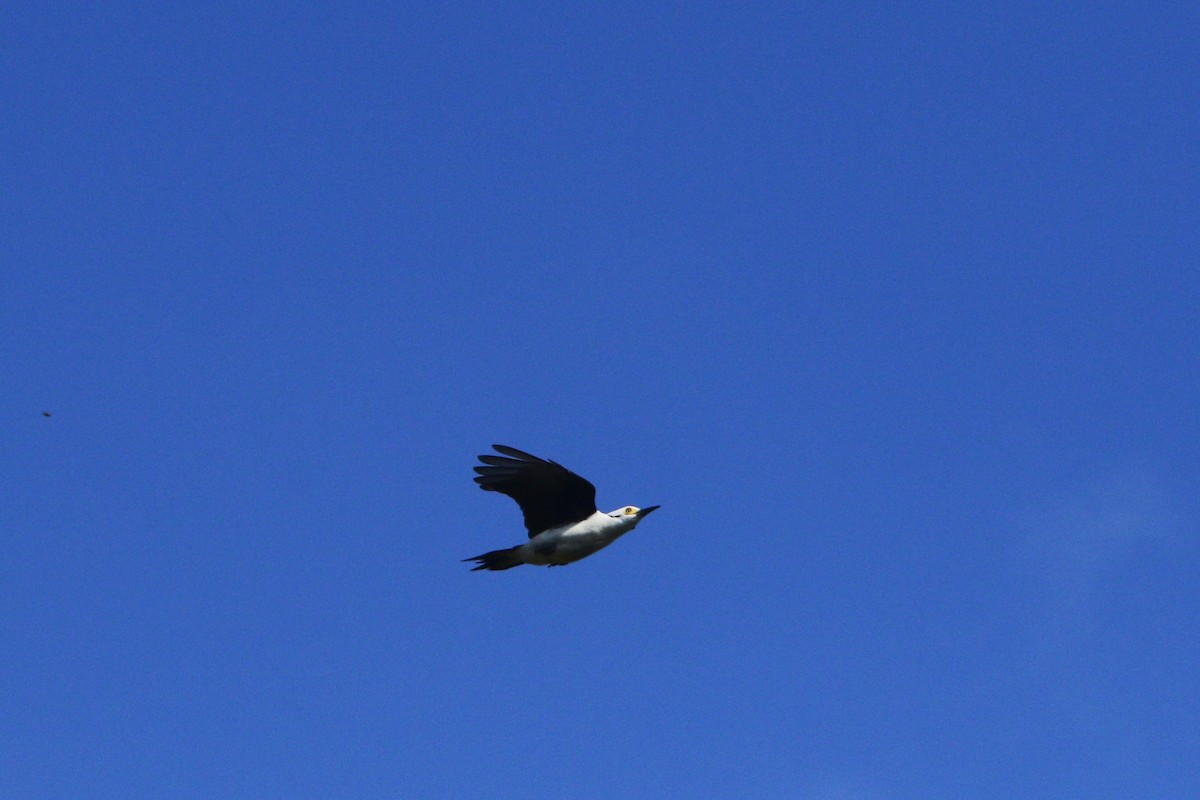 Pic dominicain - ML644263815