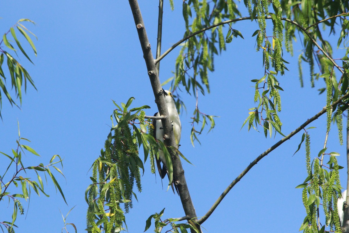 Pic dominicain - ML644263816