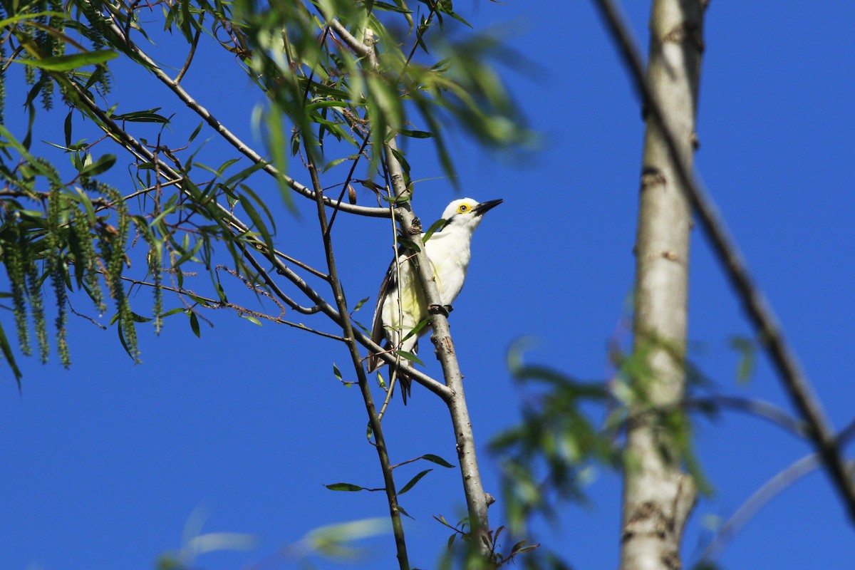 Pic dominicain - ML644263817