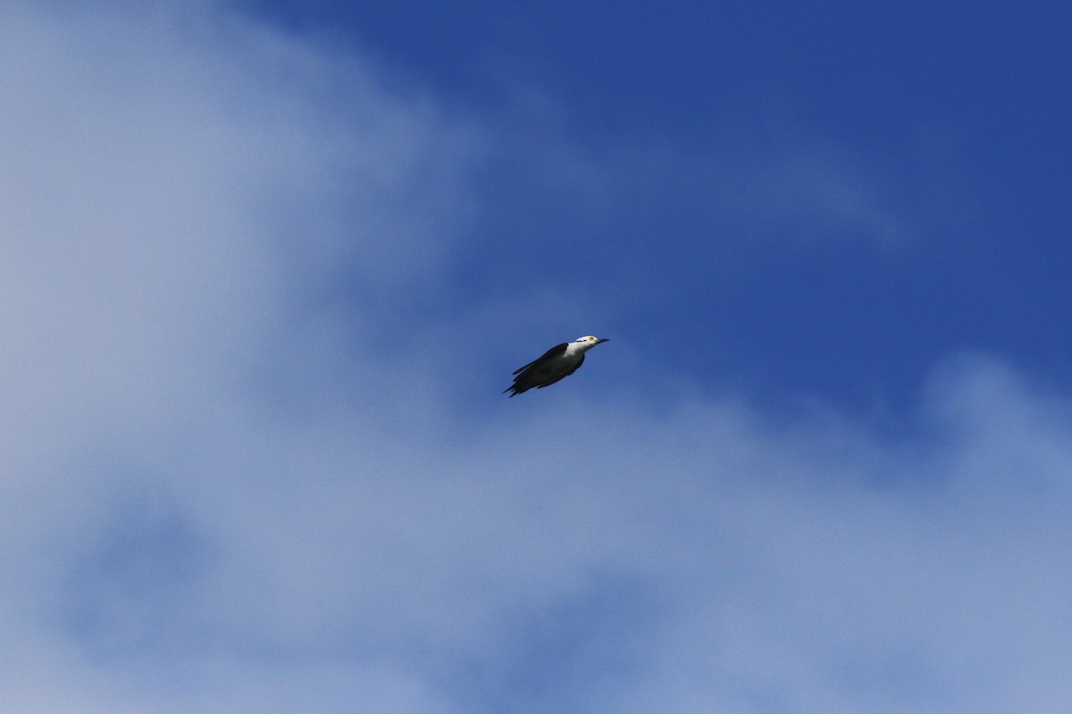 Pic dominicain - ML644263818