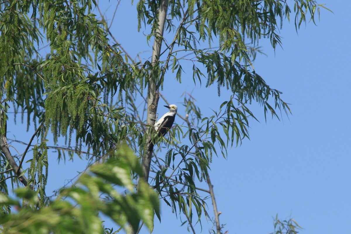 Pic dominicain - ML644263819