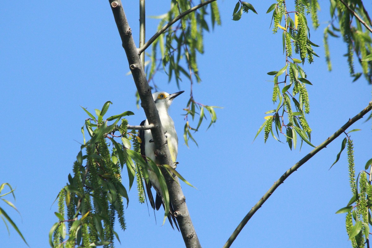 Pic dominicain - ML644263820