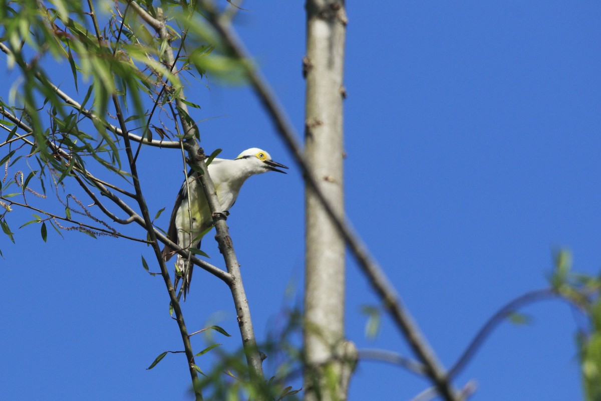 Pic dominicain - ML644263821