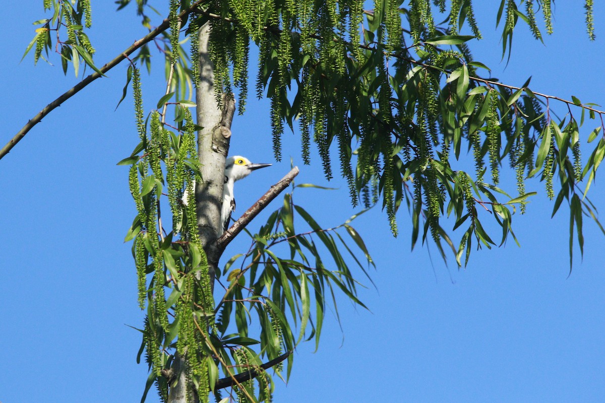 Pic dominicain - ML644263822