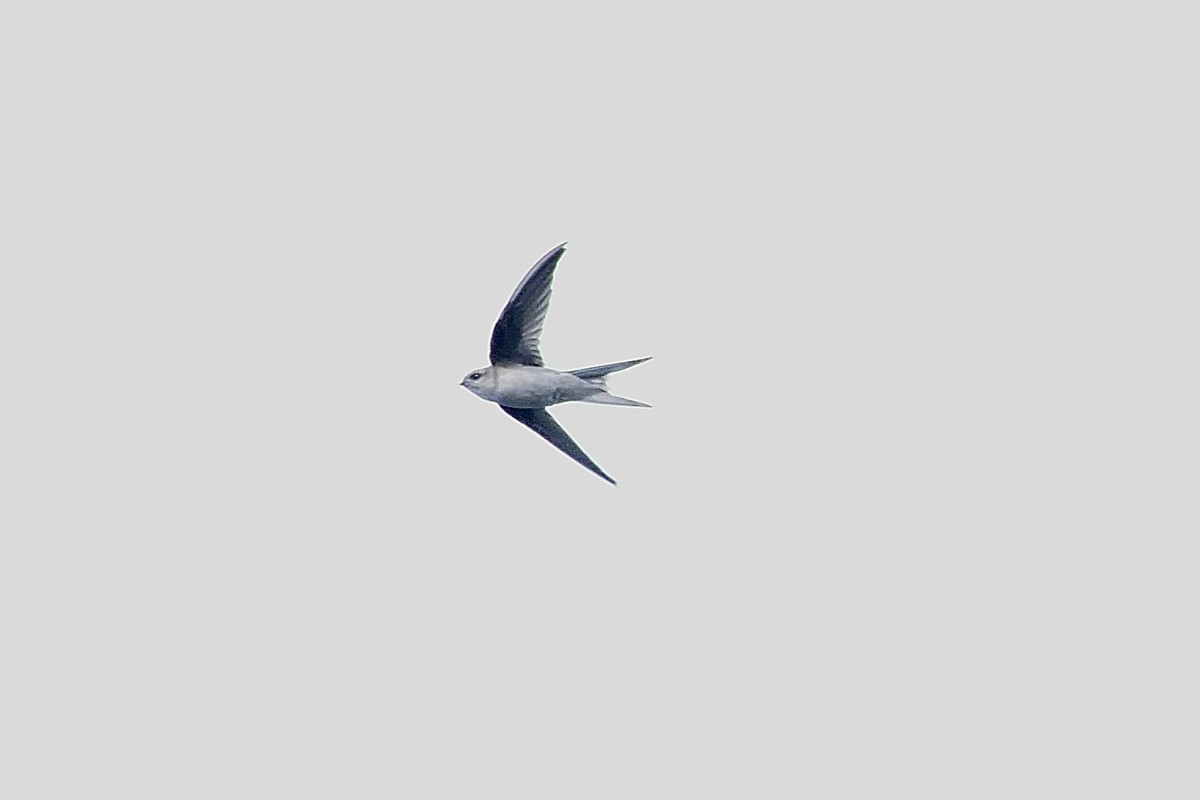 Asian Palm Swift - ML644263825