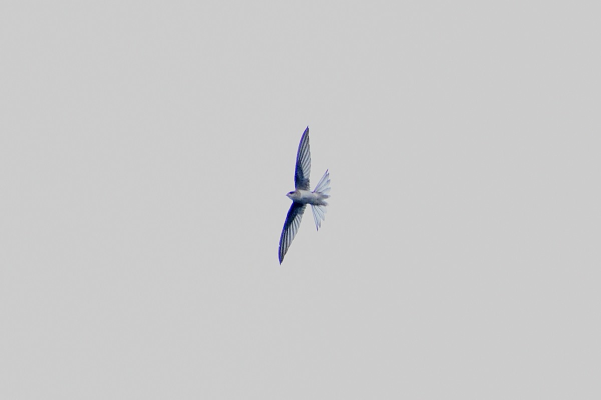 Asian Palm Swift - ML644263827