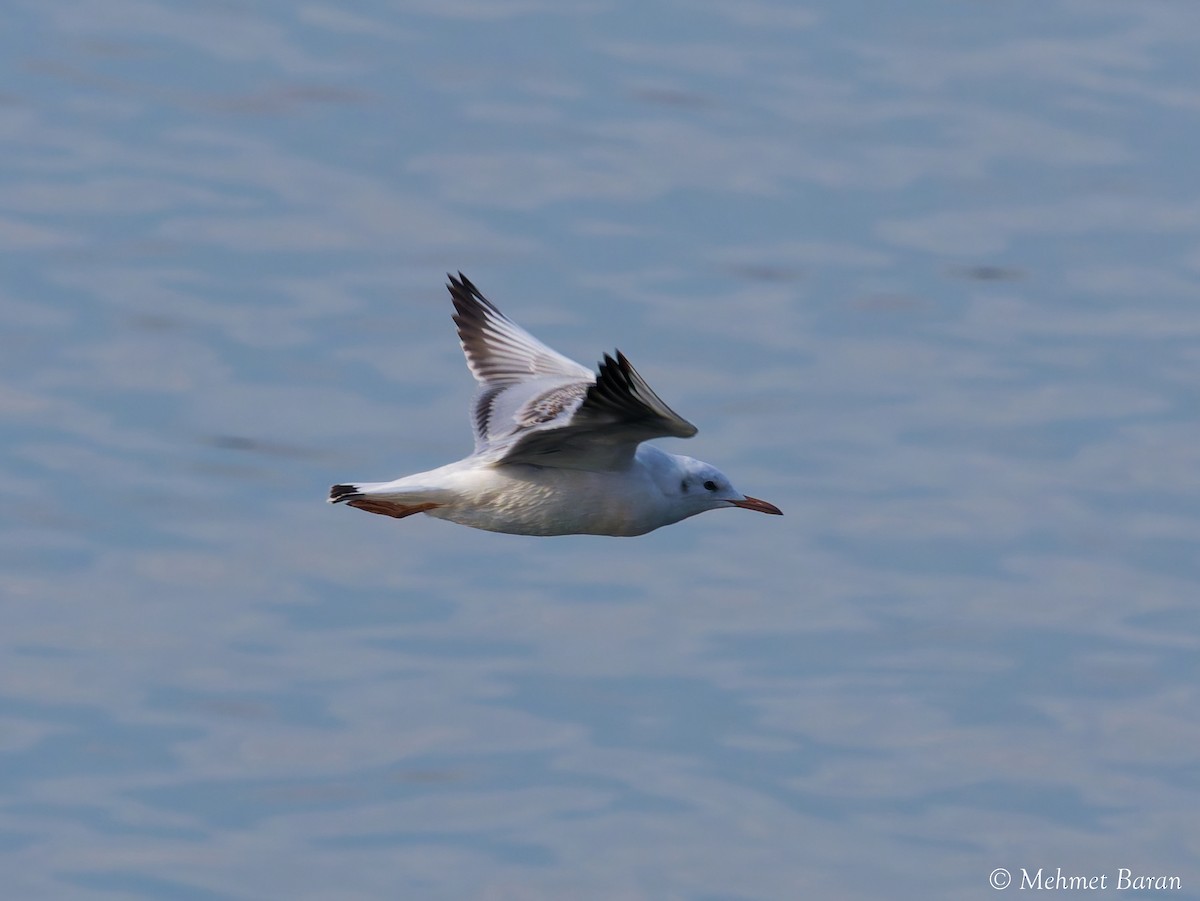 Slender-billed Gull - ML644263829