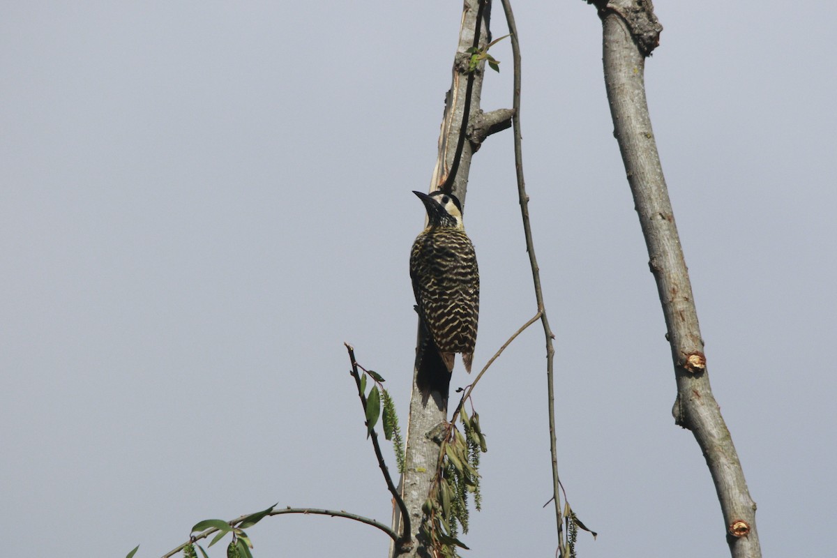 Декол плямистоволий - ML644263830