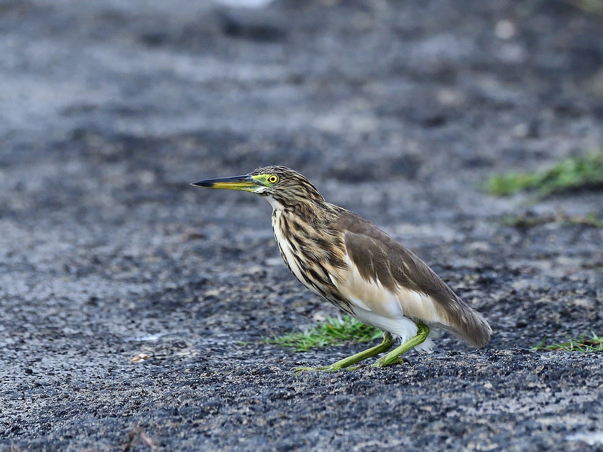 Indian Pond-Heron - ML644263847